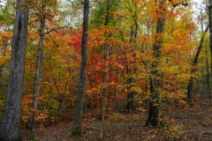 Colorful trees in the woods Colorful trees in the woods