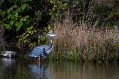 Great blue heron standing
