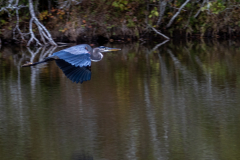 Great blue heron in flight