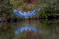 Great blue heron landing
