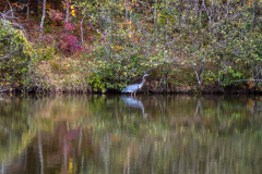 Great blue heron