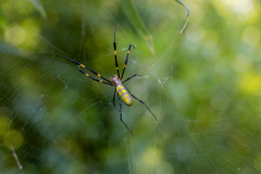 Backyard-Mantis-and-Bugs-01 Backyard-Mantis-and-Bugs-01