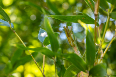 Backyard-Mantis-and-Bugs-03 Backyard-Mantis-and-Bugs-03
