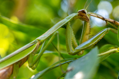 Backyard-Mantis-and-Bugs-04 Backyard-Mantis-and-Bugs-04