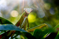 Backyard-Mantis-and-Bugs-06 Backyard-Mantis-and-Bugs-06