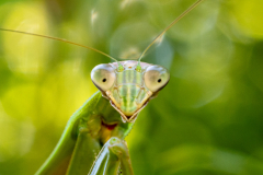 Backyard-Mantis-and-Bugs-07 Backyard-Mantis-and-Bugs-07