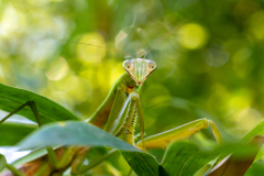 Backyard-Mantis-and-Bugs-08 Backyard-Mantis-and-Bugs-08