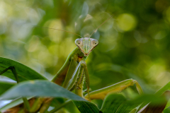 Backyard-Mantis-and-Bugs-09 Backyard-Mantis-and-Bugs-09