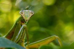 Backyard-Mantis-and-Bugs-10 Backyard-Mantis-and-Bugs-10