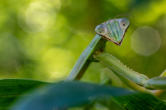 Backyard-Mantis-and-Bugs-11 Backyard-Mantis-and-Bugs-11