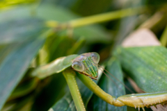 Backyard-Mantis-and-Bugs-12 Backyard-Mantis-and-Bugs-12