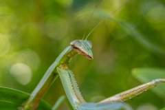 Backyard-Mantis-and-Bugs-13 Backyard-Mantis-and-Bugs-13