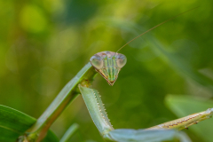 Backyard-Mantis-and-Bugs-14 Backyard-Mantis-and-Bugs-14