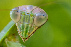 Backyard-Mantis-and-Bugs-16 Backyard-Mantis-and-Bugs-16