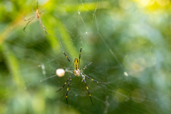 Backyard-Mantis-and-Bugs-17 Backyard-Mantis-and-Bugs-17