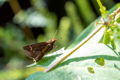 Backyard-Mantis-and-Bugs-18 Backyard-Mantis-and-Bugs-18