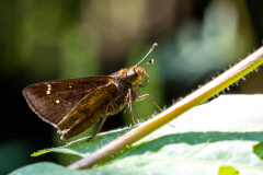 Backyard-Mantis-and-Bugs-20 Backyard-Mantis-and-Bugs-20