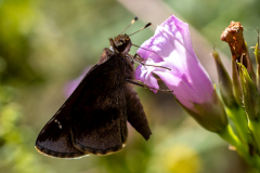 Backyard-Mantis-and-Bugs-23 Backyard-Mantis-and-Bugs-23