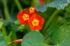 Backyard-Mantis-and-Bugs-24 Backyard-Mantis-and-Bugs-24