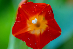 Backyard-Mantis-and-Bugs-25 Backyard-Mantis-and-Bugs-25