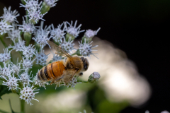Backyard-Mantis-and-Bugs-26 Backyard-Mantis-and-Bugs-26