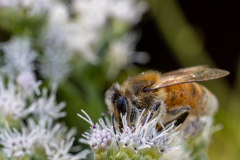 Backyard-Mantis-and-Bugs-27 Backyard-Mantis-and-Bugs-27
