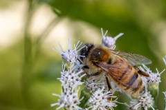 Backyard-Mantis-and-Bugs-28 Backyard-Mantis-and-Bugs-28