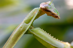 Backyard-Mantis-and-Bugs-31 Backyard-Mantis-and-Bugs-31