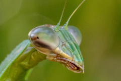 Backyard-Mantis-and-Bugs-32 Backyard-Mantis-and-Bugs-32