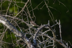 chattahoochee river bird
