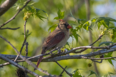 chattahoochee river female cardinal chattahoochee river female cardinal