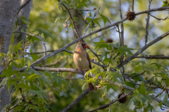chattahoochee river female cardinal chattahoochee river female cardinal