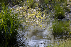 chattahoochee river chattahoochee river