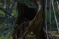 chattahoochee river chattahoochee river