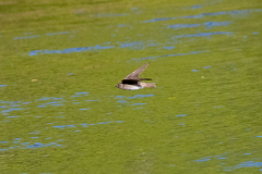 chattahoochee river swallow chattahoochee river swallow