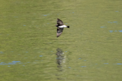 chattahoochee river swallow chattahoochee river swallow