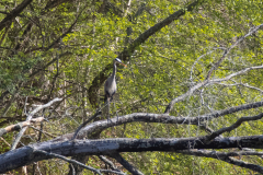 chattahoochee river great blue heron chattahoochee river great blue heron