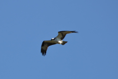 chattahoochee river osprey