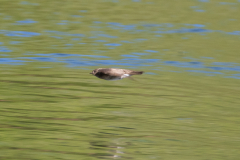 chattahoochee river swallow chattahoochee river swallow