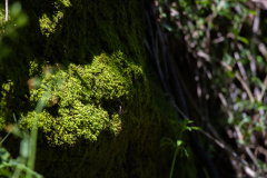 chattahoochee river chattahoochee river