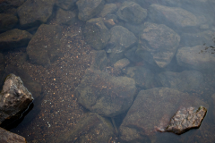 DahlonegaBowmanIsland-13 DahlonegaBowmanIsland-13