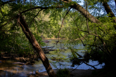 DahlonegaBowmanIsland-23 DahlonegaBowmanIsland-23