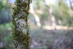 DahlonegaBowmanIsland-27 DahlonegaBowmanIsland-27