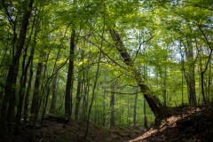 DahlonegaBowmanIsland-44 DahlonegaBowmanIsland-44