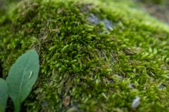 DahlonegaBowmanIsland-50 DahlonegaBowmanIsland-50