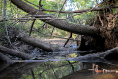 DahlonegaBowmanIsland-54 DahlonegaBowmanIsland-54