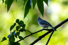 Hiawassee-Chatuge-50