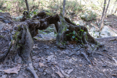 Cloudland-Canyon-130