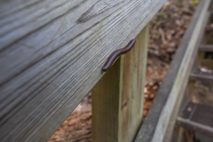 Cloudland-Canyon-146