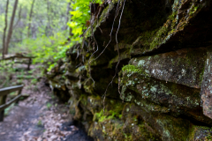 Cloudland-Canyon-172